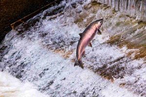 Los avances de la salmonicultura en Chile que detectó el informe de Seafood Watch