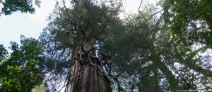 5.000 años: el árbol más antiguo del mundo estaría en Chile