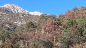 Identifican decaimiento en el crecimiento de los árboles y alta sensibilidad a la variabilidad climática