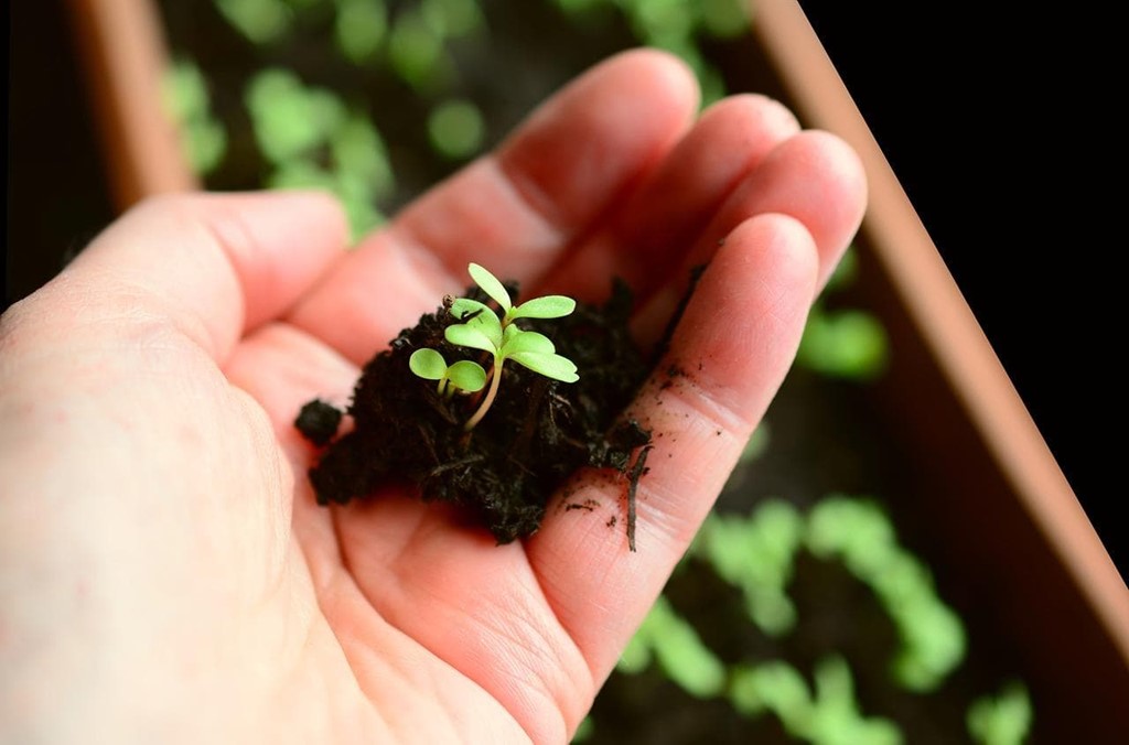 Descubren por qué las plantas echaron raíces en la tierra