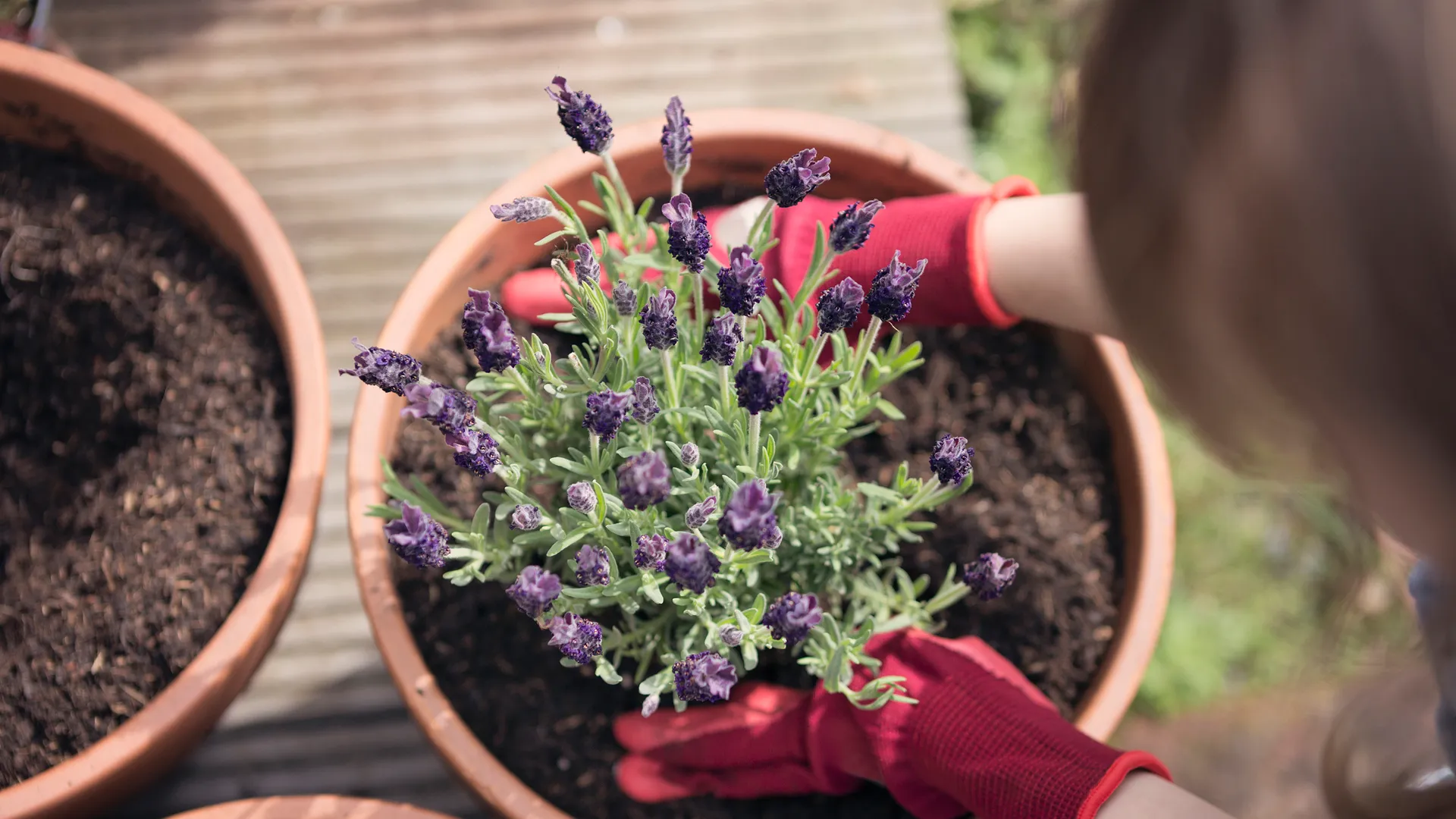 Guía para construir un huerto urbano con hierbas aromáticas