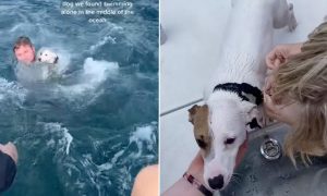 Rescatan a ‘perrito náufrago’ y video del caso se hace viral