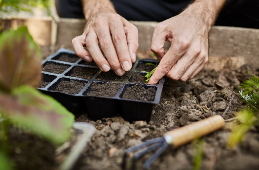 Conoce qué puedes plantar en tu huerto durante el invierno 