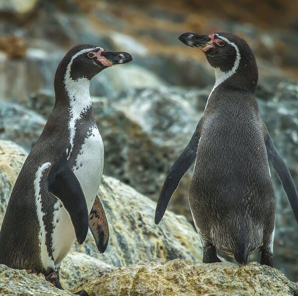 Chile lanza plan de protección urgente para el pingüino de Humboldt