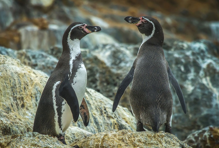 Chile lanza plan de protección urgente para el pingüino de Humboldt