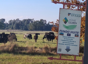 Küme Ülmen: La Iniciativa Económica Mapuche en Wallmapu