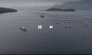 Industria del Salmón: Impactos y Controversias en Patagonia