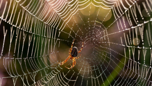 Tela de araña: La comedia negra del cine coreano