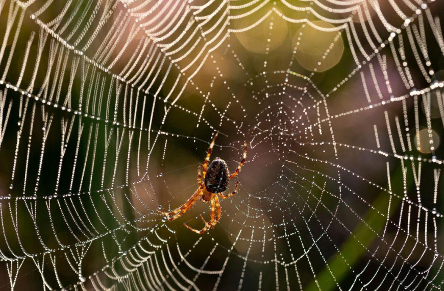 Tela de araña: La comedia negra del cine coreano