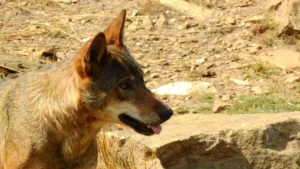 Lobo ibérico: Adaptaciones y genética en la Península