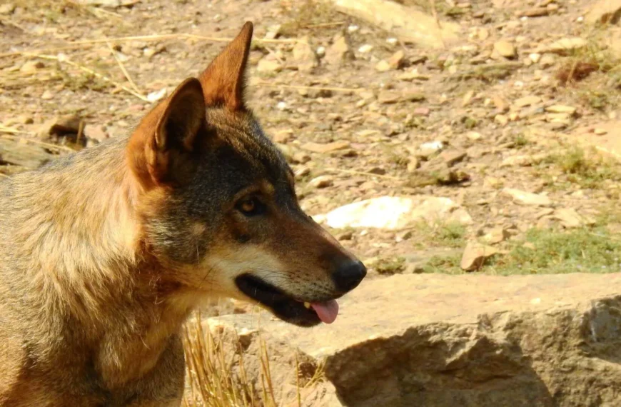 Lobo ibérico: Adaptaciones y genética en la Península