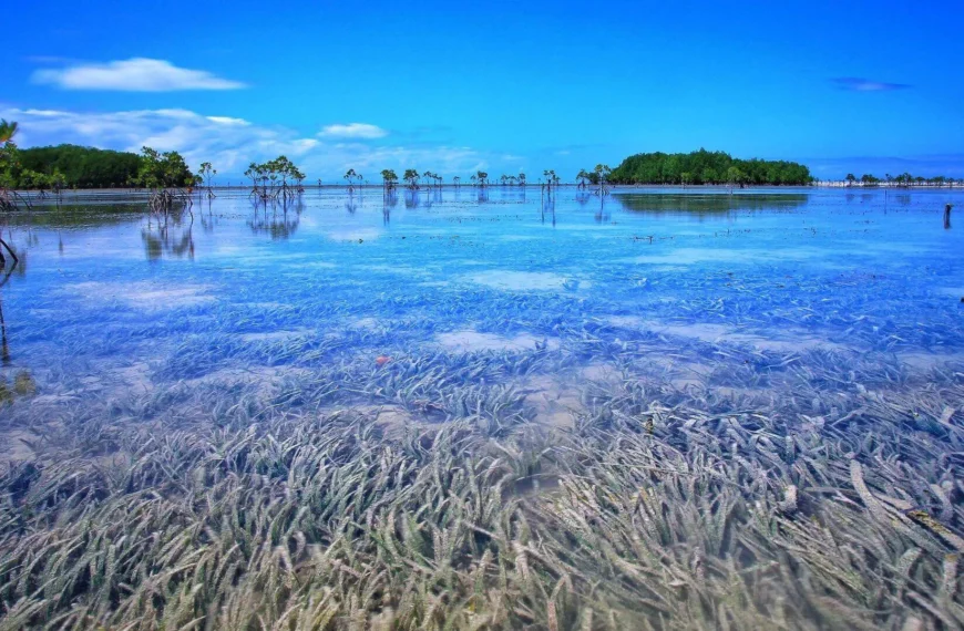 Pastos Marinos: Importancia Ecológica y Cultural Revelada