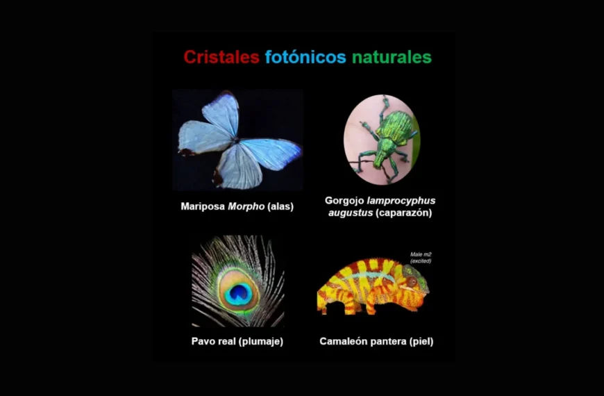 Color Estructural: Descubre la Belleza Natural