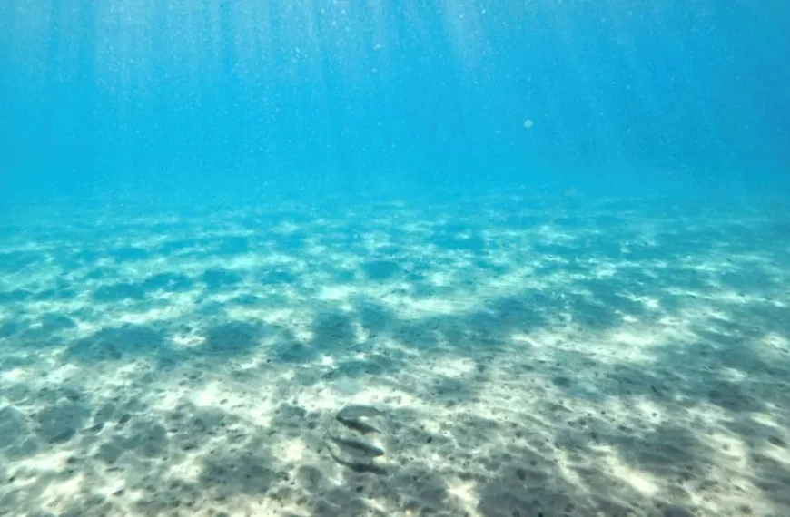 Cañón Submarino del Biobío: Un tesoro ecológico en Chile