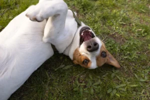 GuauFest: El primer festival de perros en Chile