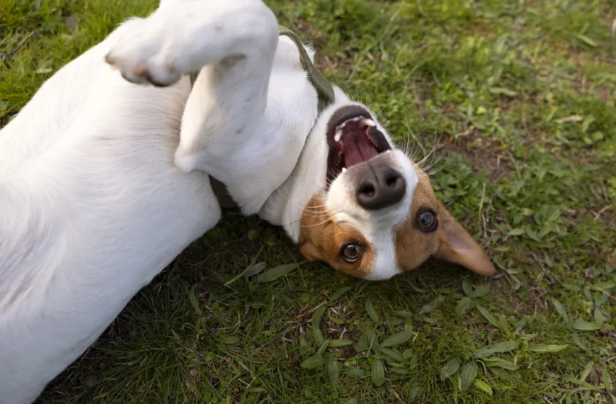 GuauFest: El primer festival de perros en Chile