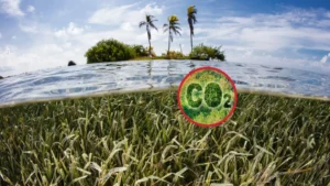 Ecosistemas de Carbono Azul: Soluciones al Cambio Climático