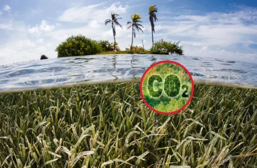 Ecosistemas de Carbono Azul: Soluciones al Cambio Climático
