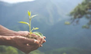 Cambio Climático: Desafíos y Soluciones en la Industria