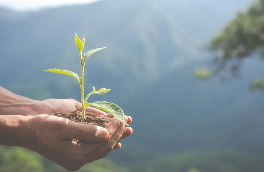 Cambio Climático: Desafíos y Soluciones en la Industria