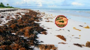 Beach Wrack: Funciones y Beneficios Ecológicos Clave