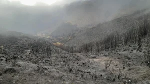 Incendios forestales: impacto y recuperación de ecosistemas