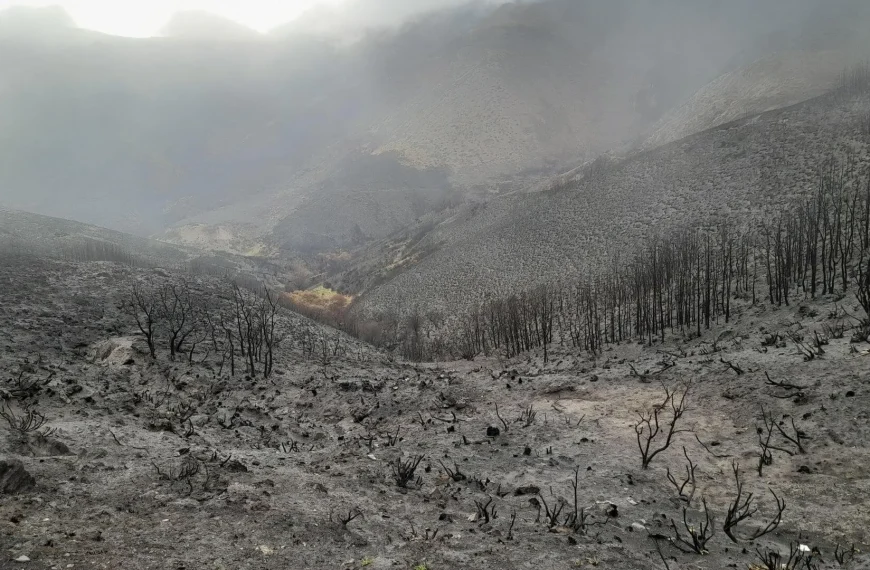 Incendios forestales: impacto y recuperación de ecosistemas