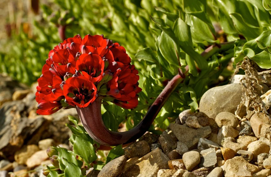 Desierto Florido: Un documental sobre la belleza de Atacama