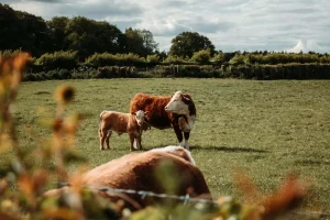 Fármacos Antelmníticos: Impacto en el Medio Ambiente