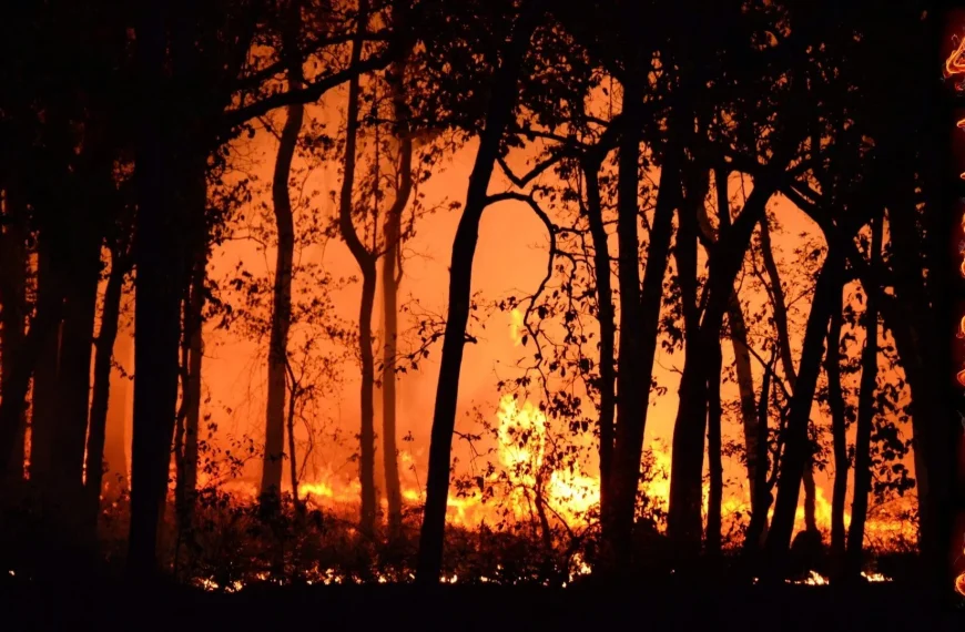 Incendios forestales España: un reto creciente en 2025