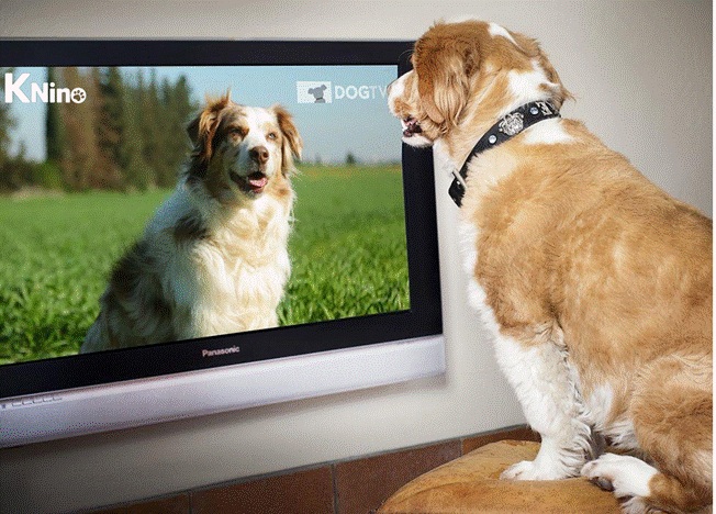 Televisión para perros: KNino y su innovador impacto en el bienestar