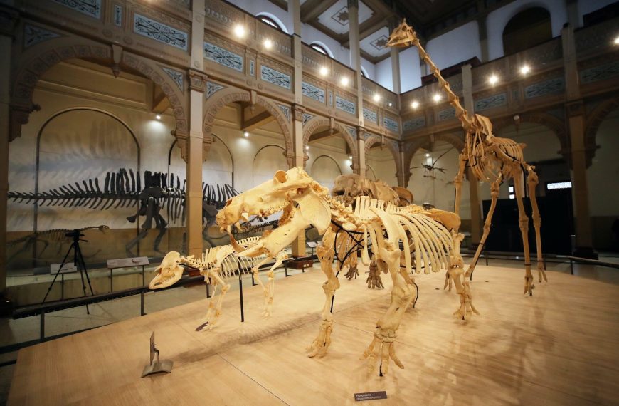 Evolución de los Vertebrados: Historia, Adaptaciones y Extinciones