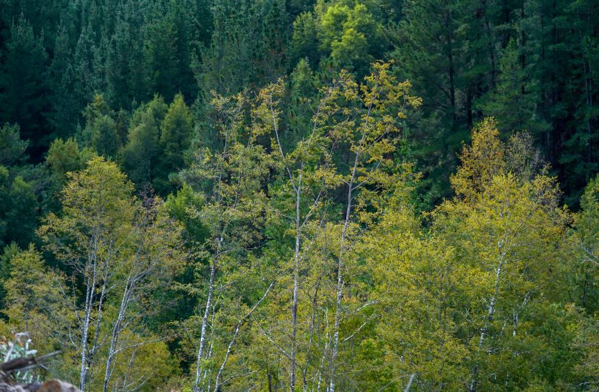 ¿Las plantaciones forestales aumentan la propagación de los incendios? Qué dice la evidencia